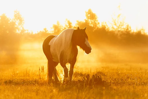 Tinker Mare Running Sunrise Summer Field Free — Foto de Stock