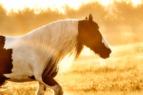 Tinker Mare Running Sunrise Summer Field Free — Foto de Stock