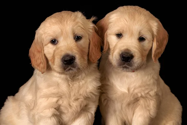 Siyah arka planda altın labrador av köpekleri. Güzel hayvanlar izole edilmiş.