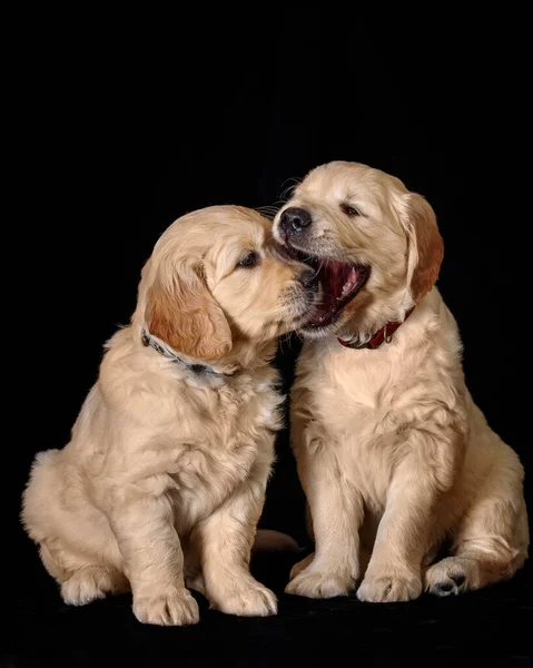 Cachorros Labrador Retriever Dorados Sobre Fondo Negro Animales Lindos Aislados — Foto de Stock
