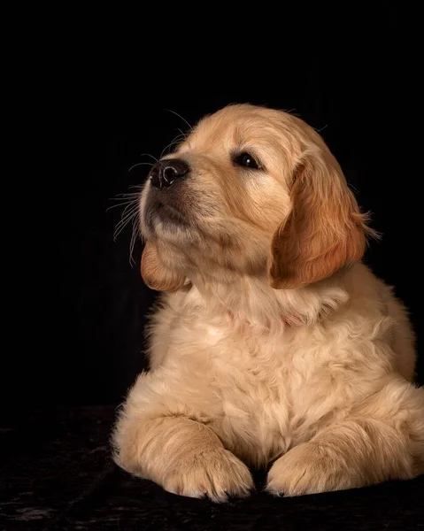Cute Small Golden Retriever Puppy Black Background Animal Studio Portrait — ストック写真