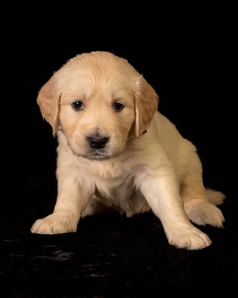 Cute Small Golden Retriever Puppy Black Background Animal Studio Portrait — ストック写真