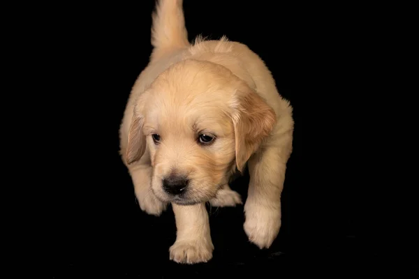 Cute Small Golden Retriever Puppy Black Background Animal Studio Portrait — Stockfoto