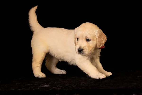 Cute Small Golden Retriever Puppy Black Background Animal Studio Portrait — 스톡 사진