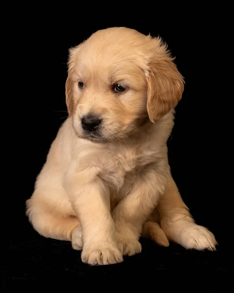 Cute Small Golden Retriever Puppy Black Background Animal Studio Portrait — 스톡 사진