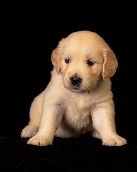 Cute Small Golden Retriever Puppy Black Background Animal Studio Portrait — 스톡 사진