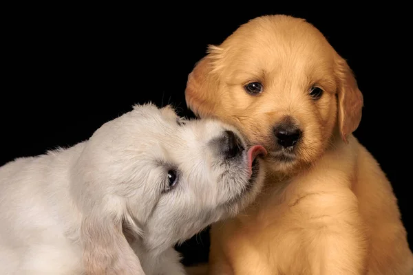 Two small golden retriever puppies playing and licking each other. Animal studio shot on black background.