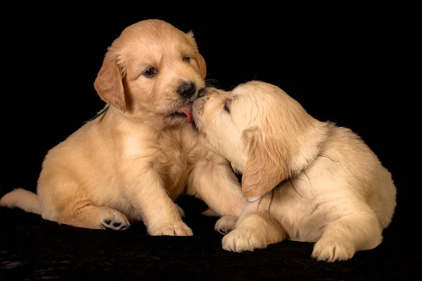 Two Small Golden Retriever Puppies Playing Licking Each Other Animal — kuvapankkivalokuva