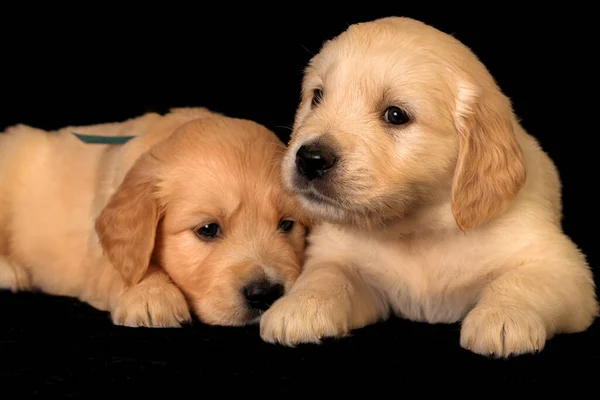 Two Cute Golden Retriever Puppies Black Background Studio — Photo