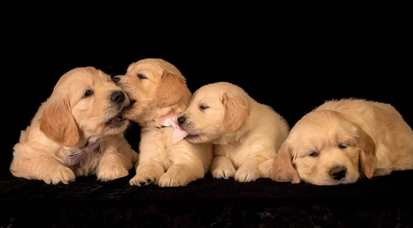 Many sleepy golden retriever puppies laying together and playing.