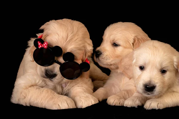 Funny golden labrador puppies with glasses.