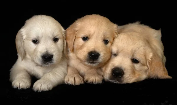 Three different shade golden retriever puppies together. Animal studio portrait on black background.
