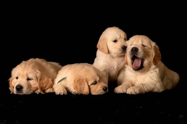 Two Golden Retriever Puppies Laying Together Close Each Other Animal — стоковое фото