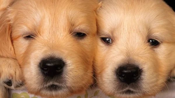 Two Labrador Golden Retrievers Close Each Other Animal Face Close — Stock Photo, Image