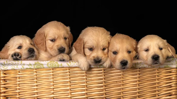 Altın labrador av köpekleri çamaşır sepetinde kafalarını dışarı çıkarıyorlar..