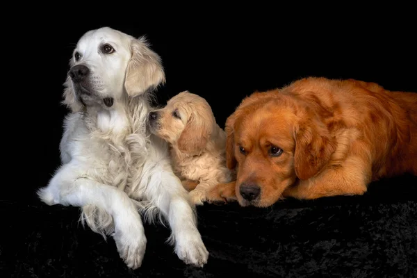 Mum and dad golden retriever dogs with their puppy laying together on the black backround.