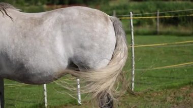 Grey horse swinging a tail chasing away flies in hot summer day