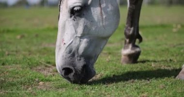 Grey andalusian horse grazing short green grass in summer paddock in fly season.