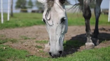 Grey andalusian horse grazing short green grass in summer paddock in fly season.