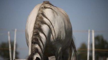 Grey andalusian horse grazing short green grass in summer paddock in fly season.