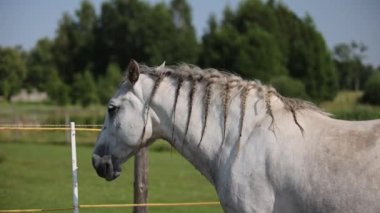 Grey andalusian horse grazing short green grass in summer paddock in fly season.