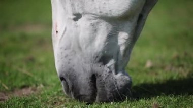Grey andalusian horse grazing short green grass in summer paddock in fly season.