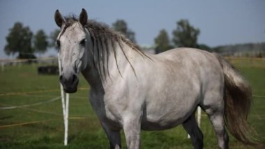 Grey andalusian horse with braids standing in the paddock and looking in the camera in summer in fly season. 