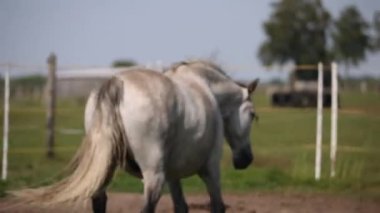 Grey andalusian horse running in the summer paddock hiding from mosquitos and swinging tail.