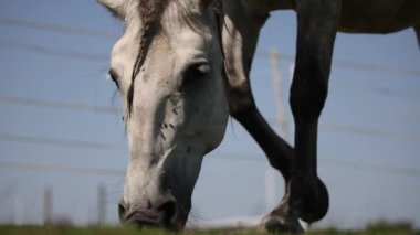 Grey andalusian horse grazing short green grass in summer paddock in fly season.