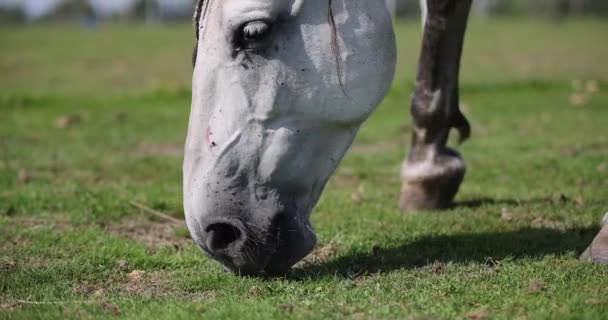 Grey Andalusian Horse Grazing Short Green Grass Summer Paddock Fly — Stok video