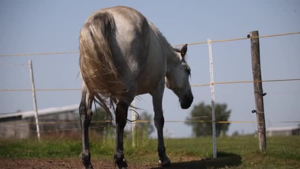Grey Andalusian Horse Running Summer Paddock Hiding Mosquitos Swinging Tail — Stock videók