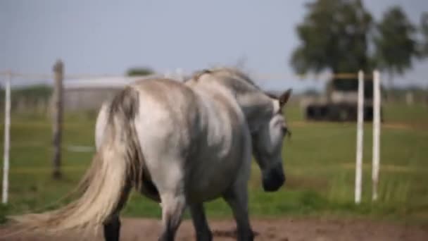 Grey Andalusian Horse Running Summer Paddock Hiding Mosquitos Swinging Tail — Stok video
