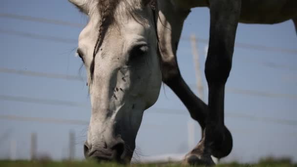 Grey Andalusian Horse Grazing Short Green Grass Summer Paddock Fly — Stockvideo