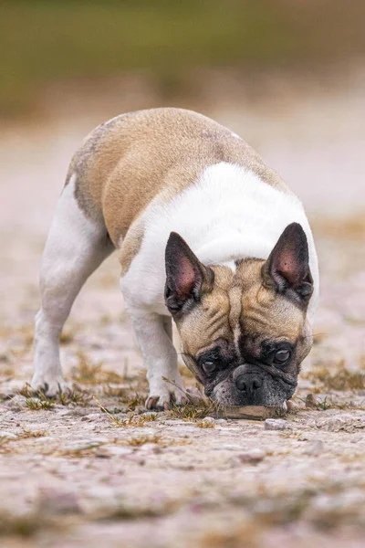 Beige and white french bulldog female dog playing with the rock on the ground outside.