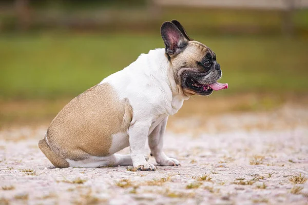 Beige and white french bulldog gorl sitting on the ground and panting in the hot summer day.