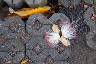 Parlak renkli çiçekler solucan şeklindeki tuğlaların üzerine düşüyor..