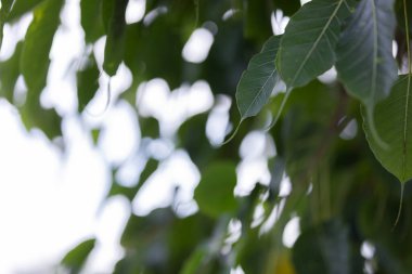 Bodhi, Bokeh arka planında, Bokeh bulanık, beyaz bokeh arka planda bırakıyor. Fotoğraf arkaplanı