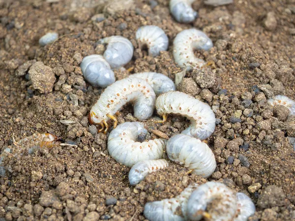 Käferlarve Diloboderus Abderus Ist Eine Käferart lizenzfreie Stockbilder