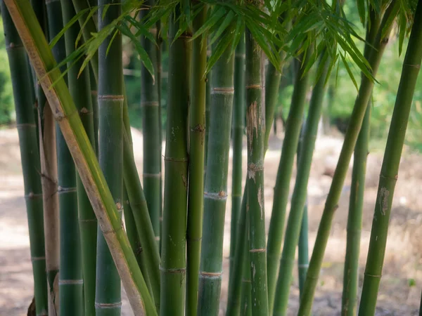 Tropikal Yağmur Ormanlarında Bambu Ağacı Manzarası — Stok fotoğraf