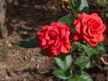 Yakın plan Kırmızı Gül çiçeği. Metin veya resim için Boşluğu Kopyala.