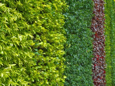 Yaprak dokusu ve yüzey arkaplanı. 