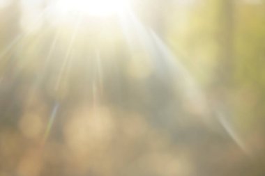 Bulanık fotoğraf. Autumn Park 'ta. Güneşin aydınlattığı sarı orman. Yumuşak odaklı odaksız fotoğraf.