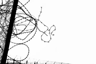 3 boyutlu illüstrasyon. Beyaz arka planda izole edilmiş dikenli tel silueti. Dikenli tel örgü silueti