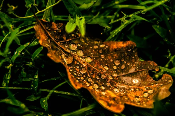 Закрыть Опавший Осенний Лист Дуба Каплями Воды — стоковое фото