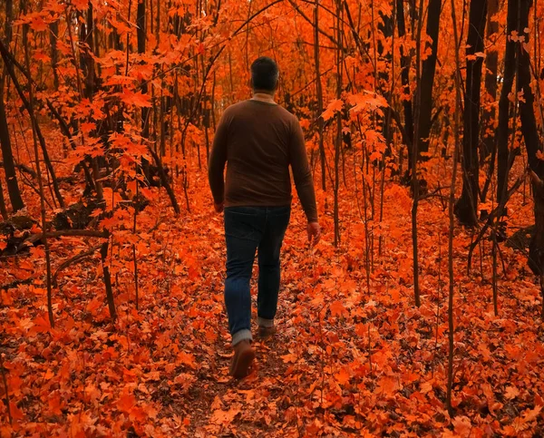 Voltar Ver Homem Camisola Verde Andando Floresta Outono Amarelo — Fotografia de Stock