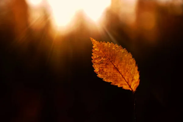 Желтый Вяз Золотая Осень Один Лист Изолированы Размытом Солнечном Фоне — стоковое фото