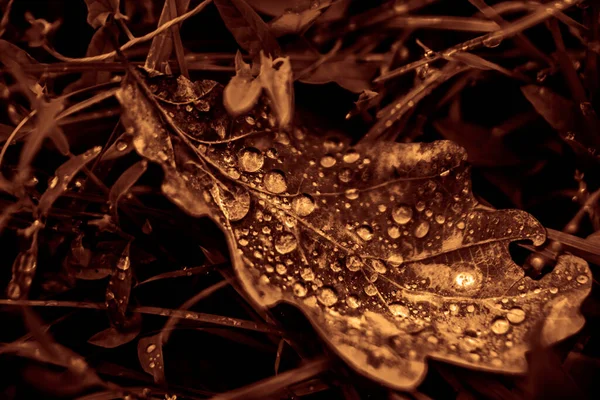 Close up fallen autumn  oak tree leaf with water drops