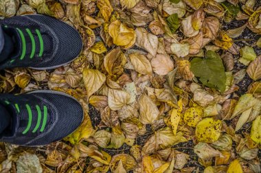 Düşen sonbahar yapraklarında gri spor ayakkabılar. Renkli yaprakların üzerinde duran ayakkabılı bir adam. Sonbahar sezonu. en üstteki görünüm.                         