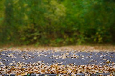 Parktaki asfalt yolda düşen sarı sonbahar yaprakları. 