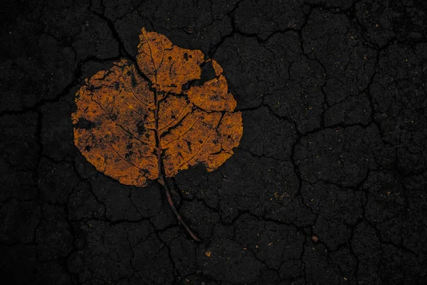 裂开的地面上干枯的黄叶 — 图库照片